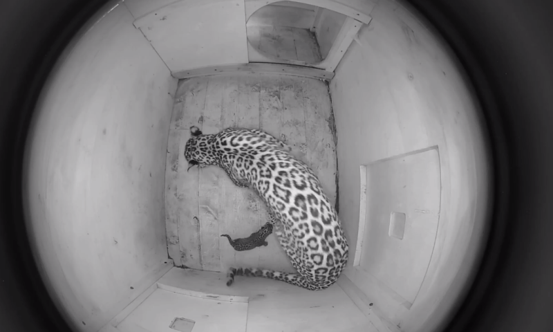 В сочинском центре восстановления леопарда у самки Олимпии родился котенок