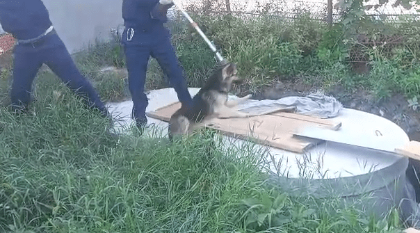 Провалившуюся в яму собаку достали спасатели в Краснодаре