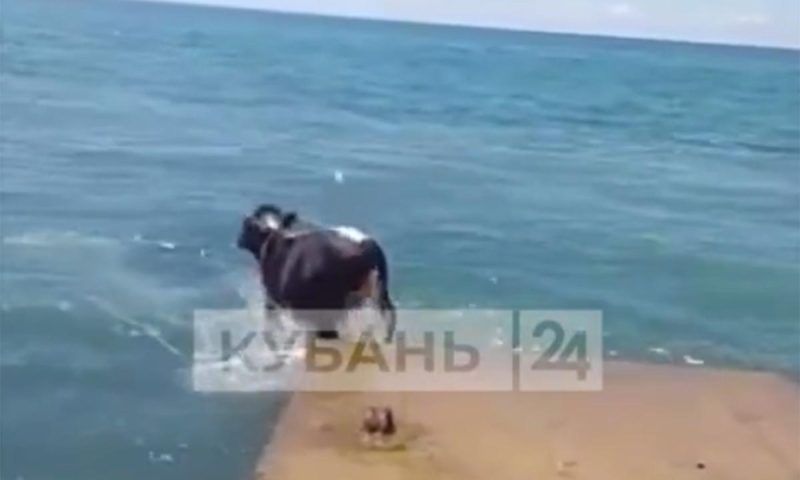 Мужчина вышел искупаться в море вместе со своей коровой в Абхазии