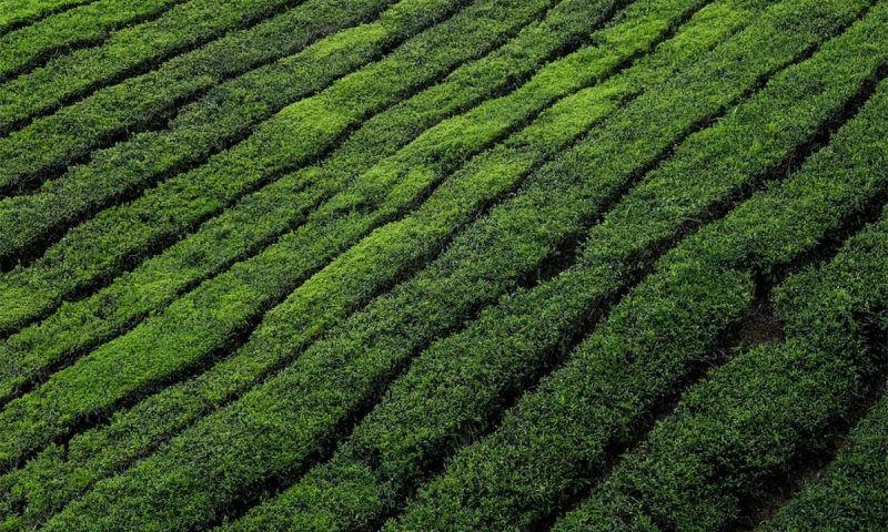 Новую чайную плантацию заложат в филиале Субтропического научного центра РАН в Адыгее