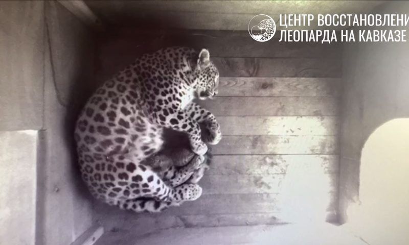 В Центре восстановления леопарда в Сочи родился котенок