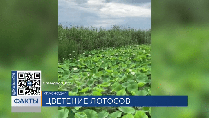 Лотосы зацвели на озере у поселка Белозерного под Краснодаром