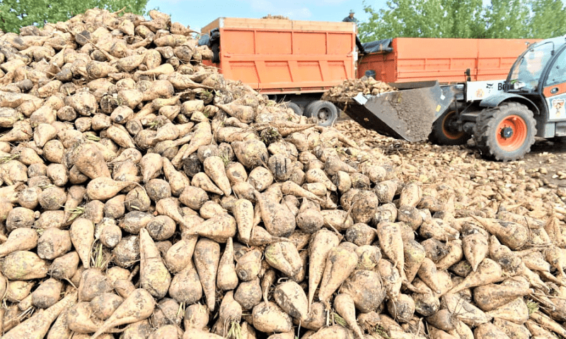 Кондратьев: уборка сахарной свеклы началась в Краснодарском крае