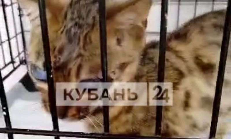 Для выжившей после расстрела кошки ищут доноров крови в Мостовском районе