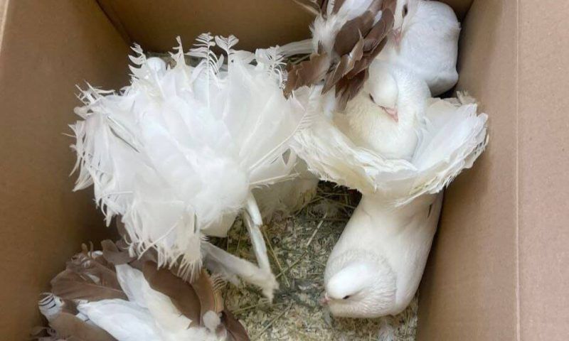 Пять голубей забрали у уличного фотографа в Анапе