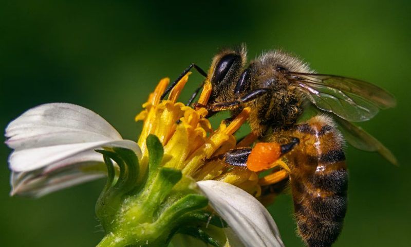 Жалящие насекомые – пчелы и осы