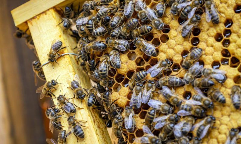 Укус пчелы и осы