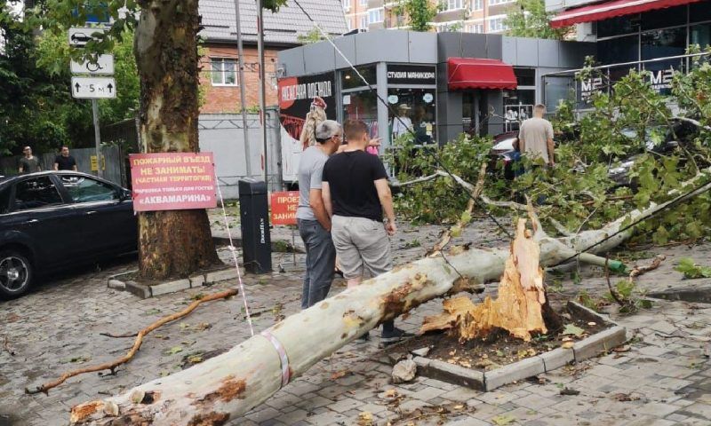 Аварийное дерево упало на тротуар во время грозы в Краснодаре