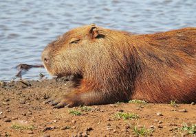 Японский зоопарк заявил о желании обменять капибар на белого медведя из России