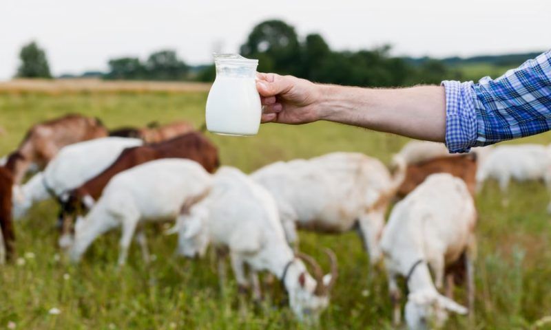 Козье молоко: польза и вред