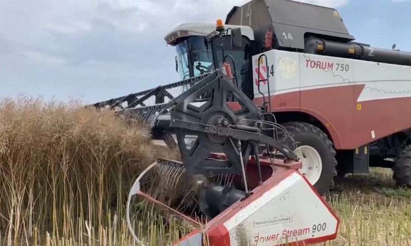 Кубань восстанавливает темпы жатвы после дождей: убирают озимую пшеницу и рапс