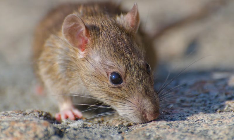 Пять способов борьбы с мышами и крысами в доме