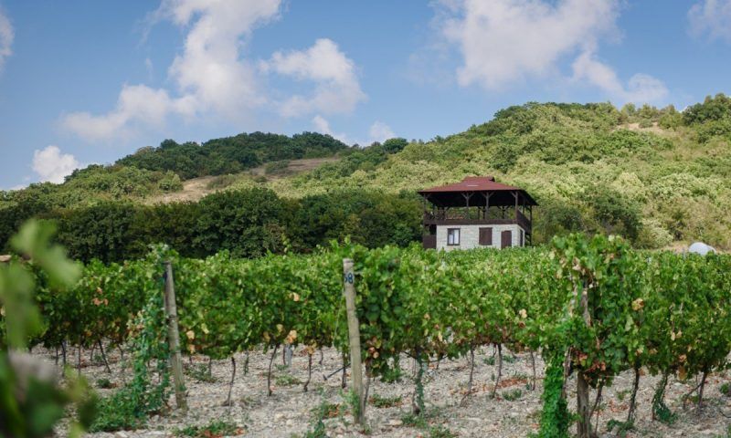 Мужчине назначили 400 часов общественных работ за кражу кольев с виноградников в Абрау-Дюрсо