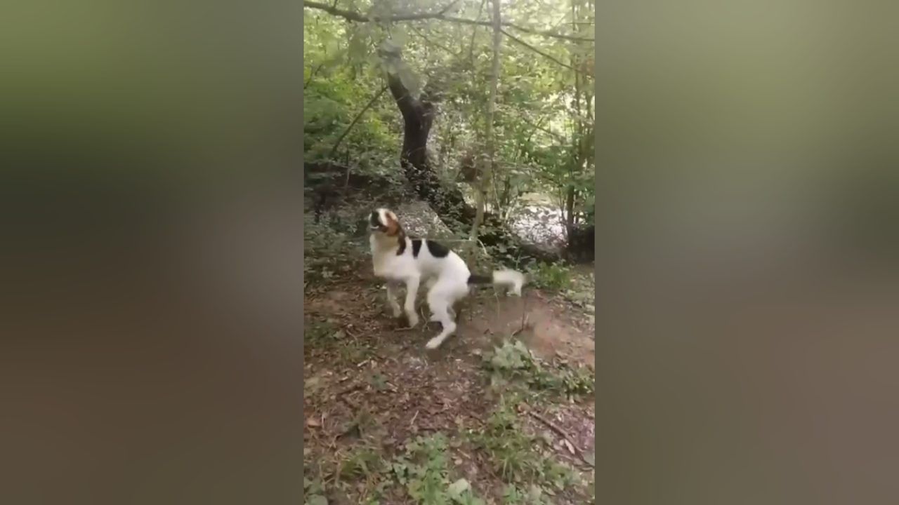 Неизвестные привязали собаку к дереву и оставили в лесу под Апшеронском -  25 июля, 2023 Все новости, Происшествия «Кубань 24»