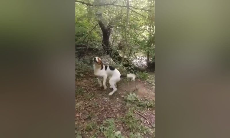 Неизвестные привязали собаку к дереву и оставили в лесу под Апшеронском