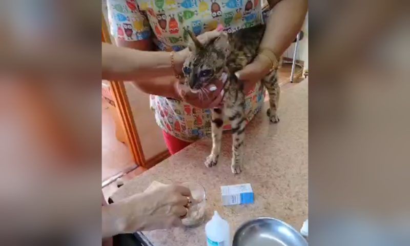 Неизвестный расстрелял дробью кошку в Мостовском районе. На лечение собрали 20 тыс. рублей