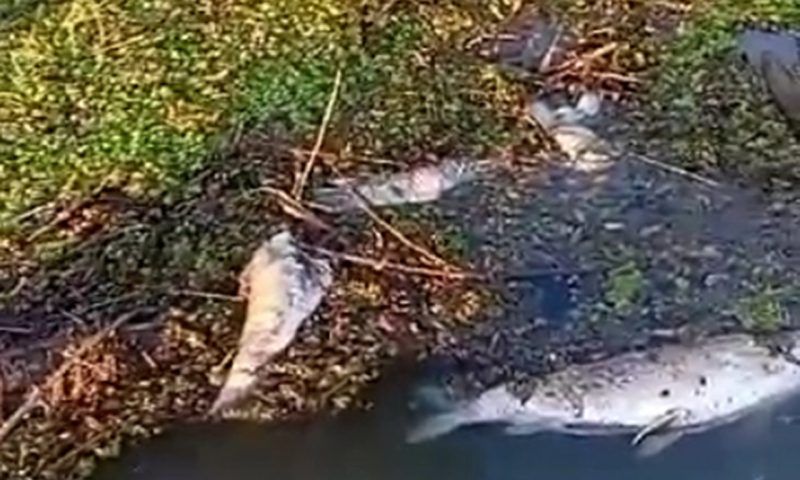 Жители Славянского района зафиксировали массовую гибель рыбы в реке Протока