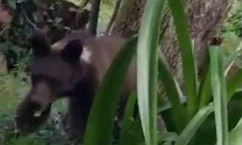 Медведь пробрался во двор частного дома в Сочи, чтобы попробовать груши. Видео