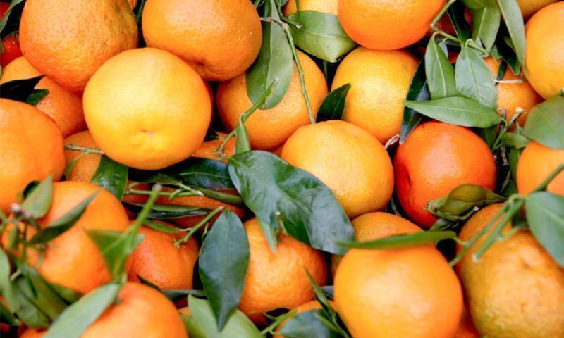 Апельсины: чем полезны и кому нельзя