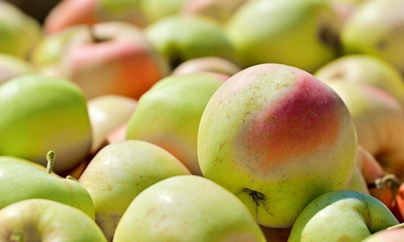 Сбор ранних сортов яблок стартовал в Геленджике