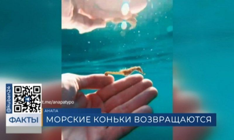Краснокнижных морских коньков обнаружили отдыхающие в Анапе