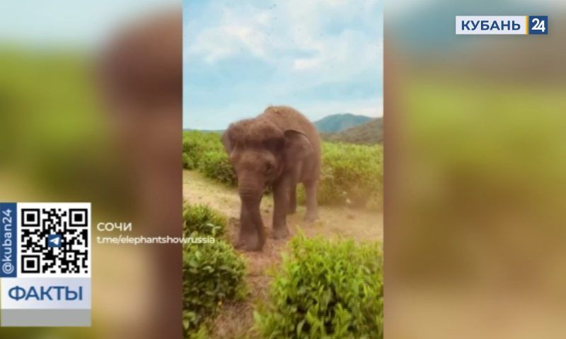 Пыльным душем спасаются от жары цирковые слоны в Сочи