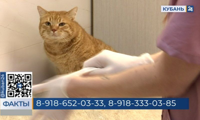 Жители Краснодара могут бесплатно стерилизовать домашних и бездомных кошек и собак