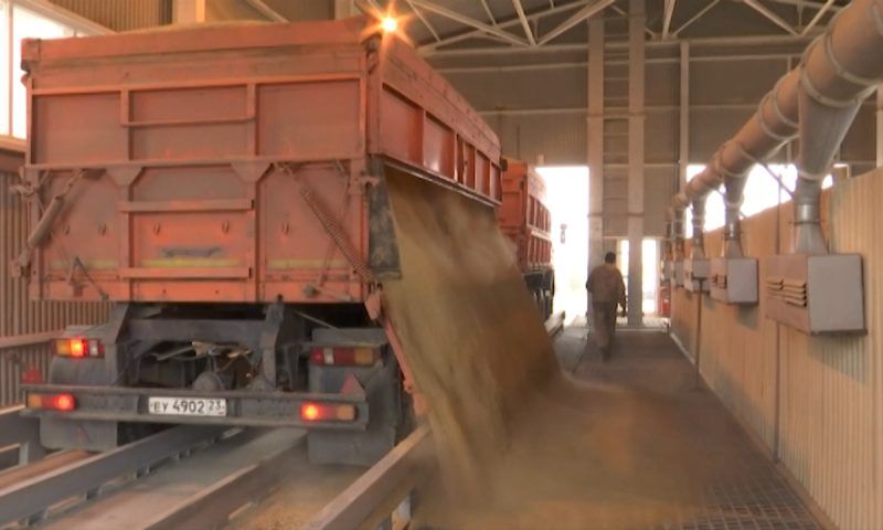 На Кубани собрали более 9 млн тонн зерна: промежуточные итоги жатвы