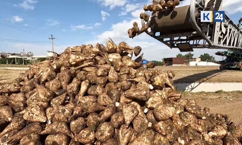 Не менее 12,5 млн тонн сахарной свеклы планируют собрать в Краснодарском крае