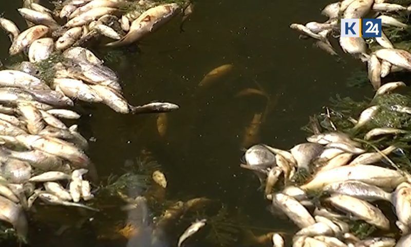Массовая гибель рыбы: жители Приморско-Ахтарского района опасаются экологического бедствия