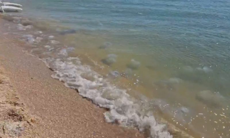 Медузы на Азовском побережье: что делать при ожоге?