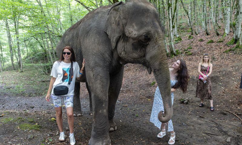 Слоны гуляют по горам Сочи и подходят к туристам. Фоторепортаж