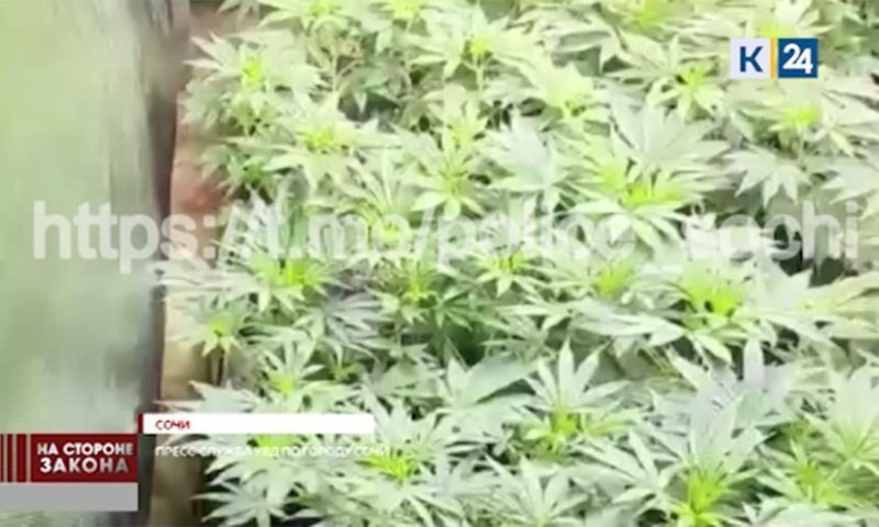 Домашняя наркооранжерея: житель Сочи выращивал коноплю в шкафу