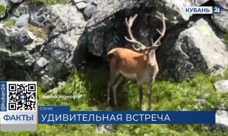 Кавказского благородного оленя засняли на видео в горах Сочи