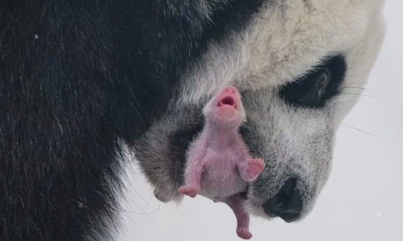 Первый в истории России детеныш большой панды родился в Московском зоопарке