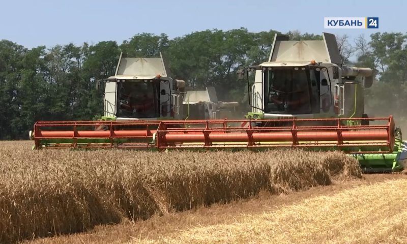 Как в Краснодарском крае проходит уборка пшеницы | Факты