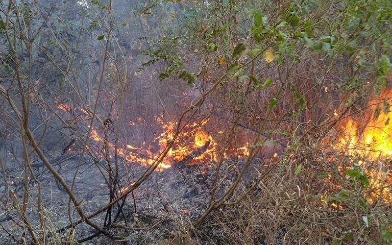 Лесной пожар площадью 0,5 га произошел в окрестностях Джанхота в Геленджике