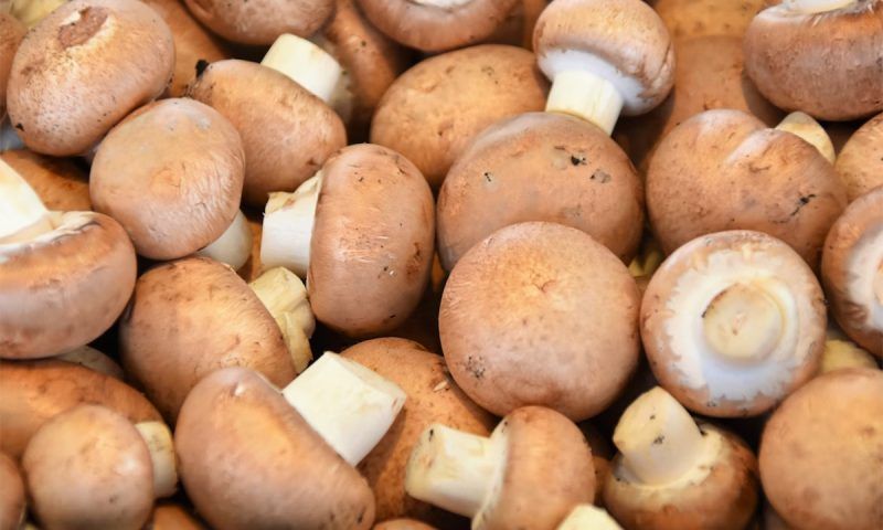 Краснодарский край вошел в топ-10 самых грибных регионов России
