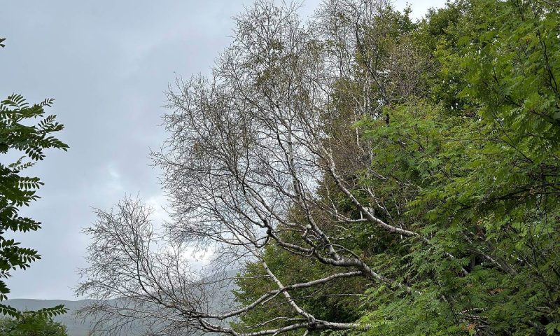 Ложногусеницы съели всю листву на березах на склоне горы Чугуш в нацпарке Сочи