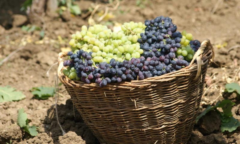 В Краснодарском крае начали собирать урожай винограда