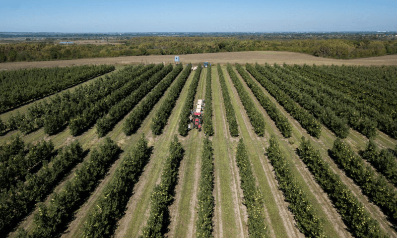 Идем на рекорд: по итогам года на Кубани рассчитывают собрать более 500 тыс. тонн яблок