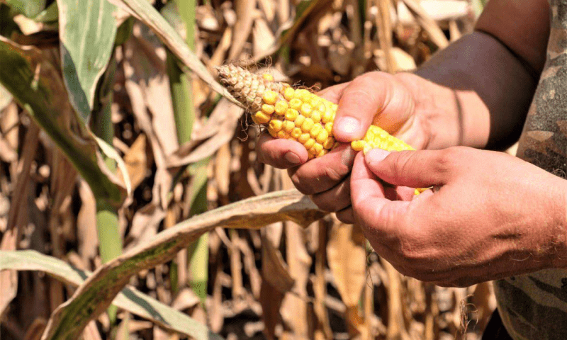 Кондратьев: в Краснодарском крае начали собирать урожай кукурузы и подсолнечника