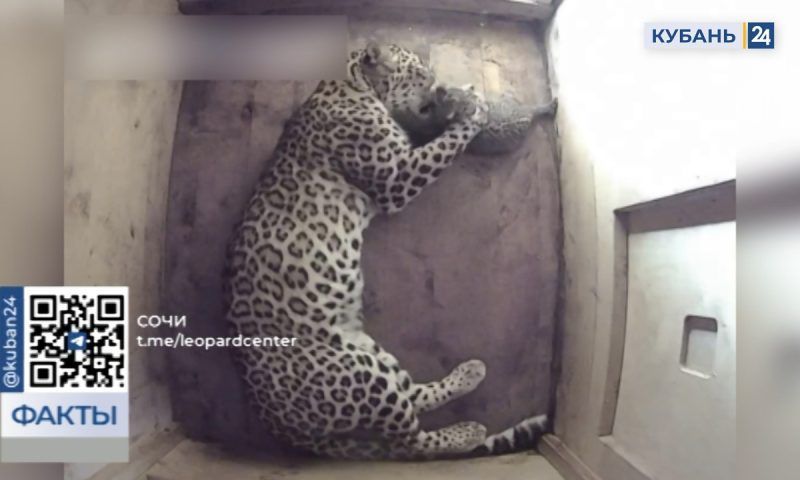 Котенку из Центра восстановления леопарда в Сочи исполнился месяц
