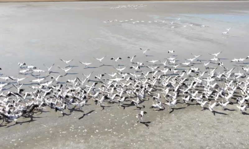 Розовые пеликаны и дыбка степная: какие краснокнижные животные водятся в Ахтарских лиманах и дельте реки Кубань?