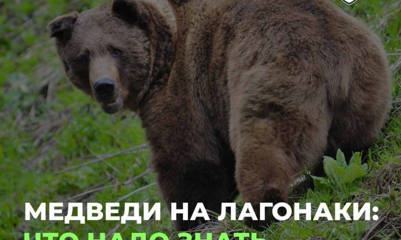 Посетителей Кавказского заповедника попросили не пугать медведей и медвежат