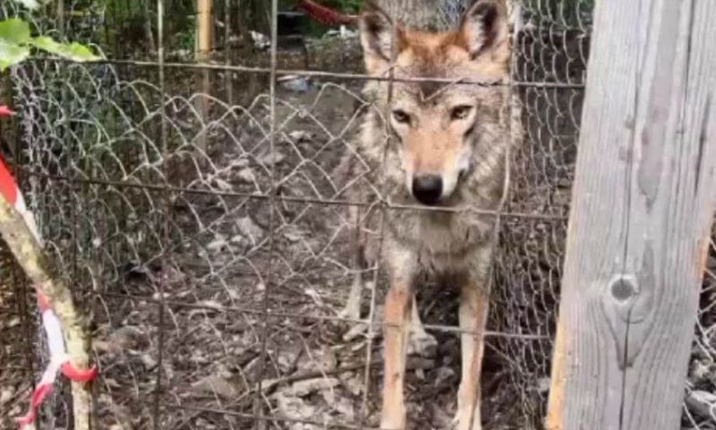 Запертые в вольере в пригороде Новороссийска «волки» оказались собаками