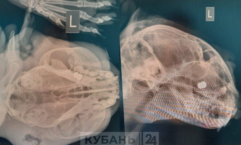 Мурзик остался без глаза: житель Кореновска прострелил глаз соседскому коту из «воздушки»