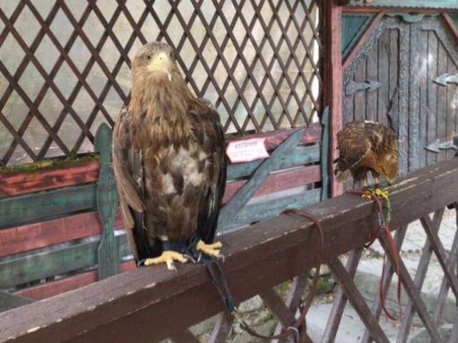 Двух орланов и ястреба забрали у уличных фотографов в Геленджике