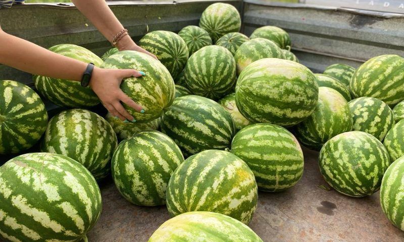 Кондратьев: более 22,5 тыс. тонн бахчевых культур уже собрали в Краснодарском крае