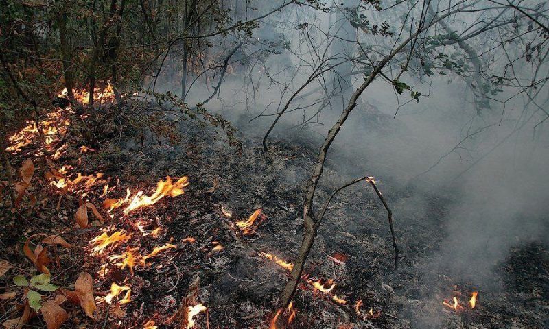 Лесной пожар в Геленджике потушили: с вертолета сбросили 30 тонн воды